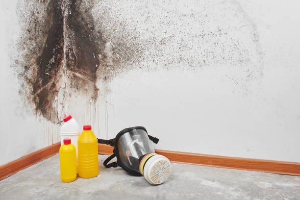 Crawl Space Mold Removal in Phoenixville, PA