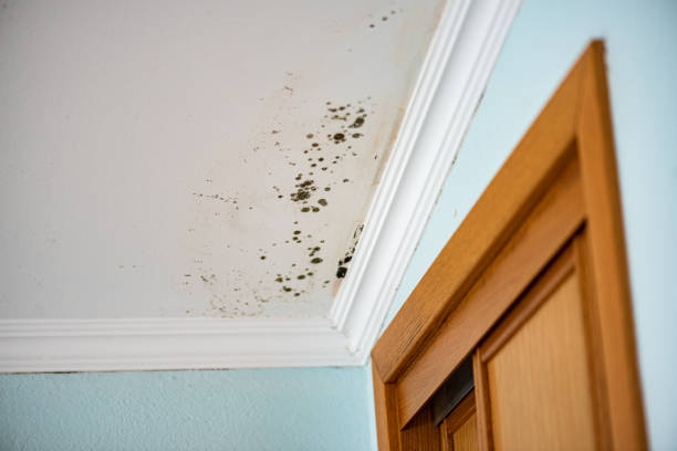 Office Mold Removal Services in Phoenixville, PA